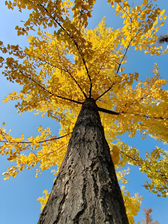 金秋致信：寰宇板材以質(zhì)踐諾，回饋每一份信賴